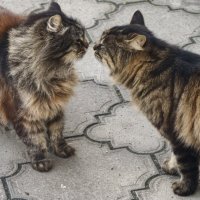 Любовь :: Мариша Тим