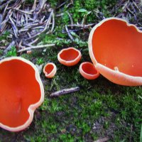 Саркосцифа :: Людмила Смородинская