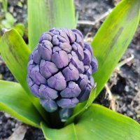 Весеннее чудо :: Елена Семигина