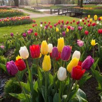 Весна в парке :: Ольга 