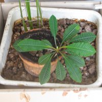 Растение :: Дмитрий Никитин