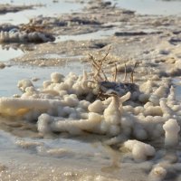 по солёным берегам :: Осень 