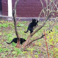 Игры шалуна :: Ольга Довженко