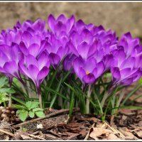 *** :: Aleksandr Gal