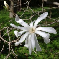 Магнолия звёздчатая :: Рита Симонова