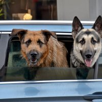 Ты скоро? :: Alexandеr P