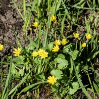 Чистяк весенний :: Олег 