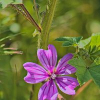 Мальва лесная :: Giant Tao /