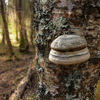 *** :: Денис Бочкарёв