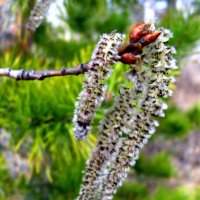 Весенние серёжки. :: nadyasilyuk Вознюк