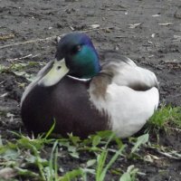 Заблудился... :: Freddy 97