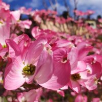 Розовый кизил :: Юлия 