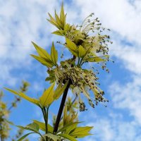 Апрель :: Наталья Герасимова