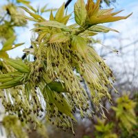 Апрель :: Наталья Герасимова