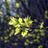 Весна, весна, весна, весна прийде (Воплі Відоплясова) :: Alex Sash