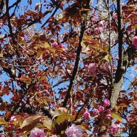 САКУРА :: Tata Wolf