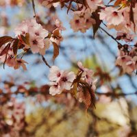 Сакура :: Мария К.