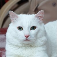 Кот белый :: Студия фотографии