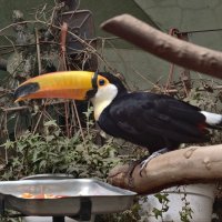 Тукан :: <<< Наташа >>>