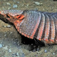 Щетинистый броненосец уже проснулся... :: Aida10 