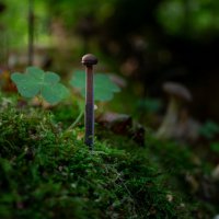 Грибочек, как маленький столбик :: Анастасия Данько
