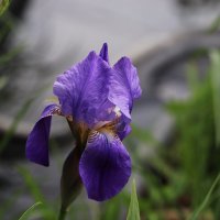 Ирис :: Татьяна Салиева