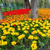 Тюльпаны в ростовском зоопарке... :: Нина Бутко