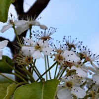 Апрель. Груша :: Павленко Михаил 