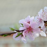 Персик :: Надежда Куркина 