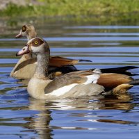 Нильские гуси. :: Alexander Amromin