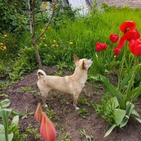 Тайсон эстет :: Татьяна Пальчикова