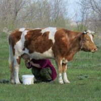 Дела неотложные или .....  каждый при своем деле  ) :: Natali 