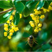 Про лето... :: Aquarius - Сергей