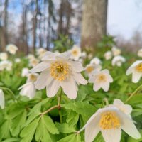 Ветреница :: Сапсан 