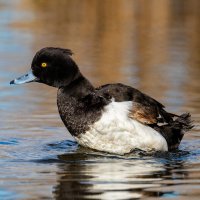 Хохлатая чернеть :: Владимир Лазарев