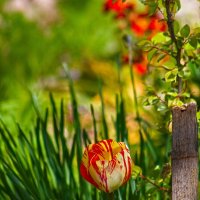 Эль симпатико :: Giant Tao /