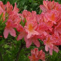 Скоро будет тепло! И все расцветет! :: Anna-Sabina Anna-Sabina