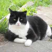 Отдых в саду :: Людмила Смородинская