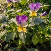 Роса :: Валерий Ткаченко