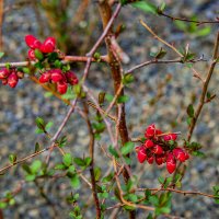 Весна :: Анатолий Чикчирный