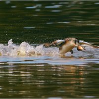 Разбег :: Валентин Котляров
