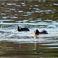 Лысухи :: Валентин Котляров