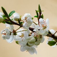 Цвет фруктовых деревьев в городе. :: Милешкин Владимир Алексеевич 