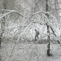 Зима пришла 27 апреля :: Елена Семигина