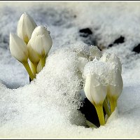 Зима вернулась :: Aleksandr Gal