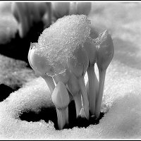 *** :: Aleksandr Gal