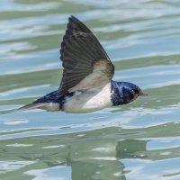 ласточка деревенская. :: юрий макаров