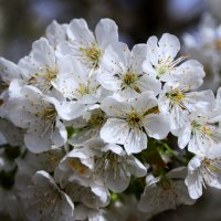 Доброе утро :: Юрий. Шмаков