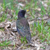 Скворец :: Константин Анисимов