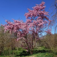 Цветет Сакура :: Рита Симонова